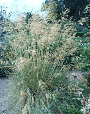 Fotografia 6 da espécie Stipa gigantea no Jardim Botânico UTAD