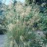 Fotografia 6 da espécie Stipa gigantea do Jardim Botânico UTAD