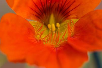 Fotografia da espécie Tropaeolum majus