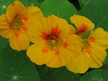 Fotografia da espécie Tropaeolum majus