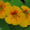 Fotografia 5 da espécie Tropaeolum majus do Jardim Botânico UTAD