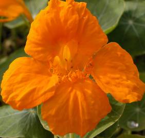 Fotografia da espécie Tropaeolum majus