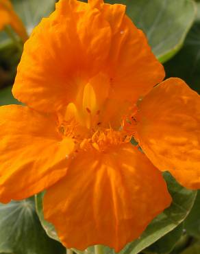 Fotografia 7 da espécie Tropaeolum majus no Jardim Botânico UTAD