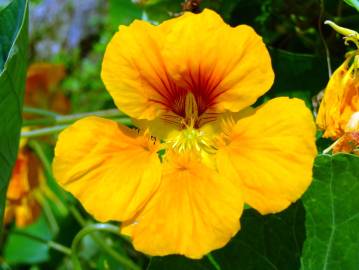 Fotografia da espécie Tropaeolum majus