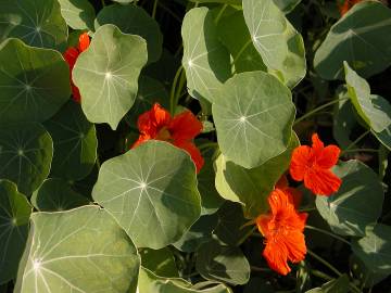 Fotografia da espécie Tropaeolum majus