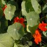 Fotografia 10 da espécie Tropaeolum majus do Jardim Botânico UTAD