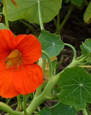 Fotografia 12 da espécie Tropaeolum majus no Jardim Botânico UTAD