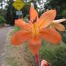 Fotografia 5 da espécie Watsonia meriana do Jardim Botânico UTAD