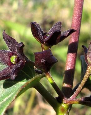 Fotografia 1 da espécie Vincetoxicum nigrum no Jardim Botânico UTAD