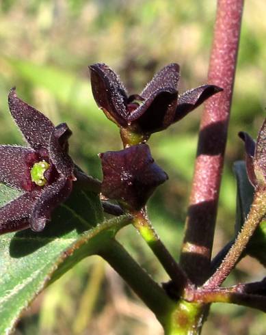 Fotografia de capa Vincetoxicum nigrum - do Jardim Botânico