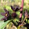 Fotografia 1 da espécie Vincetoxicum nigrum do Jardim Botânico UTAD