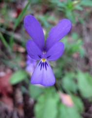 Viola bubanii