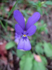 Fotografia da espécie Viola bubanii