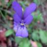 Fotografia 1 da espécie Viola bubanii do Jardim Botânico UTAD