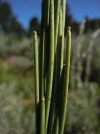 Fotografia da espécie Arabis glabra