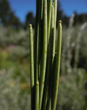 Fotografia 3 da espécie Arabis glabra no Jardim Botânico UTAD