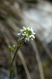 Fotografia da espécie Arabis glabra