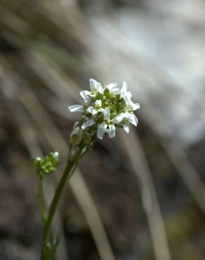 Fotografia 4 da espécie Arabis glabra no Jardim Botânico UTAD