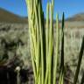 Fotografia 5 da espécie Arabis glabra do Jardim Botânico UTAD