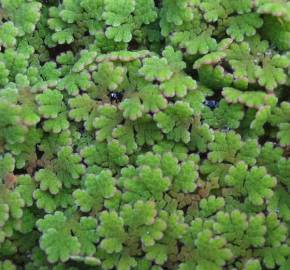 Fotografia da espécie Azolla caroliniana