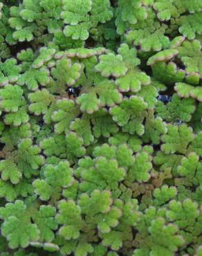 Fotografia 6 da espécie Azolla caroliniana no Jardim Botânico UTAD