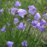 Fotografia 5 da espécie Campanula persicifolia do Jardim Botânico UTAD