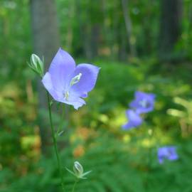 Fotografia da espécie Campanula persicifolia