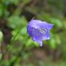 Fotografia 9 da espécie Campanula persicifolia do Jardim Botânico UTAD