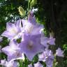 Fotografia 11 da espécie Campanula persicifolia do Jardim Botânico UTAD