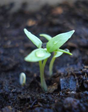 Fotografia 6 da espécie Capsicum annuum no Jardim Botânico UTAD