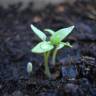 Fotografia 6 da espécie Capsicum annuum do Jardim Botânico UTAD