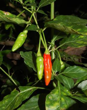 Fotografia 7 da espécie Capsicum annuum no Jardim Botânico UTAD