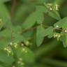 Fotografia 3 da espécie Chamaesyce nutans do Jardim Botânico UTAD