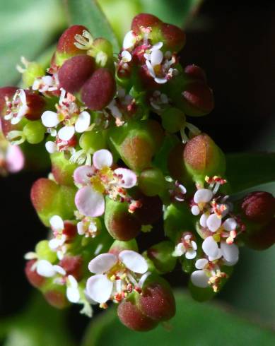 Fotografia de capa Chamaesyce nutans - do Jardim Botânico