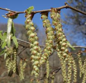 Fotografia da espécie Carpinus betulus