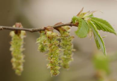 Fotografia da espécie Carpinus betulus