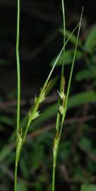 Fotografia da espécie Carex distachya