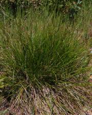 Fotografia da espécie Carex distachya