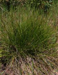 Carex distachya