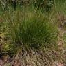 Fotografia 1 da espécie Carex distachya do Jardim Botânico UTAD