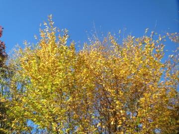 Fotografia da espécie Carpinus betulus