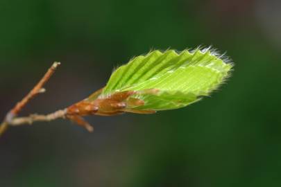 Fotografia da espécie Carpinus betulus