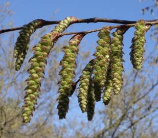 Fotografia da espécie Carpinus betulus