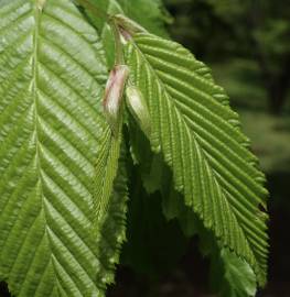 Fotografia da espécie Carpinus betulus