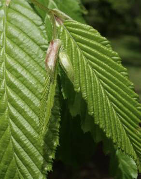 Fotografia 13 da espécie Carpinus betulus no Jardim Botânico UTAD