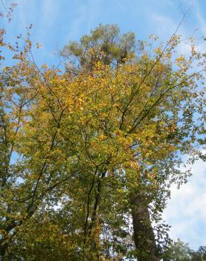 Fotografia 1 da espécie Carpinus betulus no Jardim Botânico UTAD