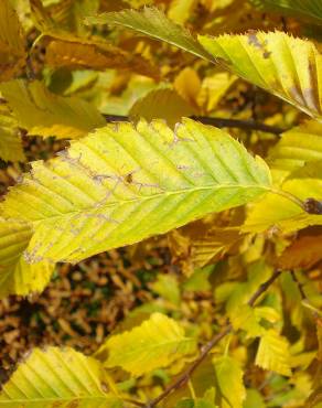 Fotografia 14 da espécie Carpinus betulus no Jardim Botânico UTAD