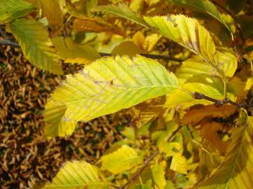 Fotografia da espécie Carpinus betulus