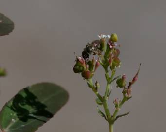 Fotografia da espécie Chamaesyce nutans