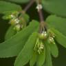 Fotografia 7 da espécie Chamaesyce nutans do Jardim Botânico UTAD